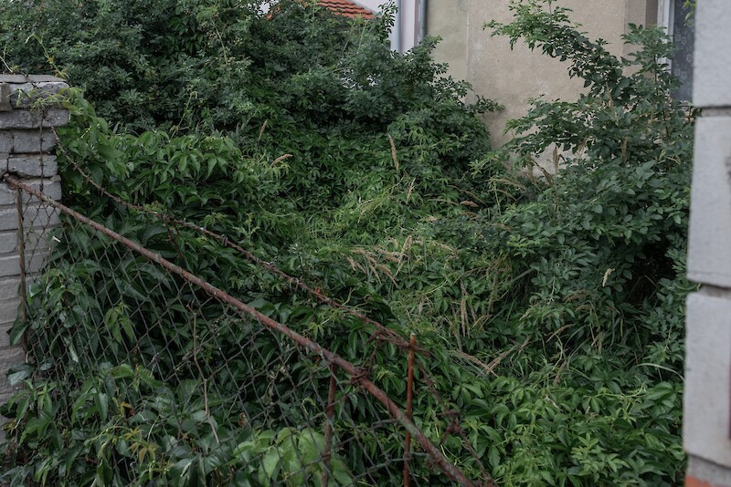Wildnis sehen: Eine Annäherung