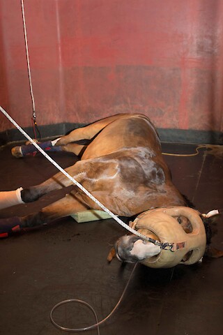 Abb. 2: Prof. Dr. med. vet. Regula Bettschart