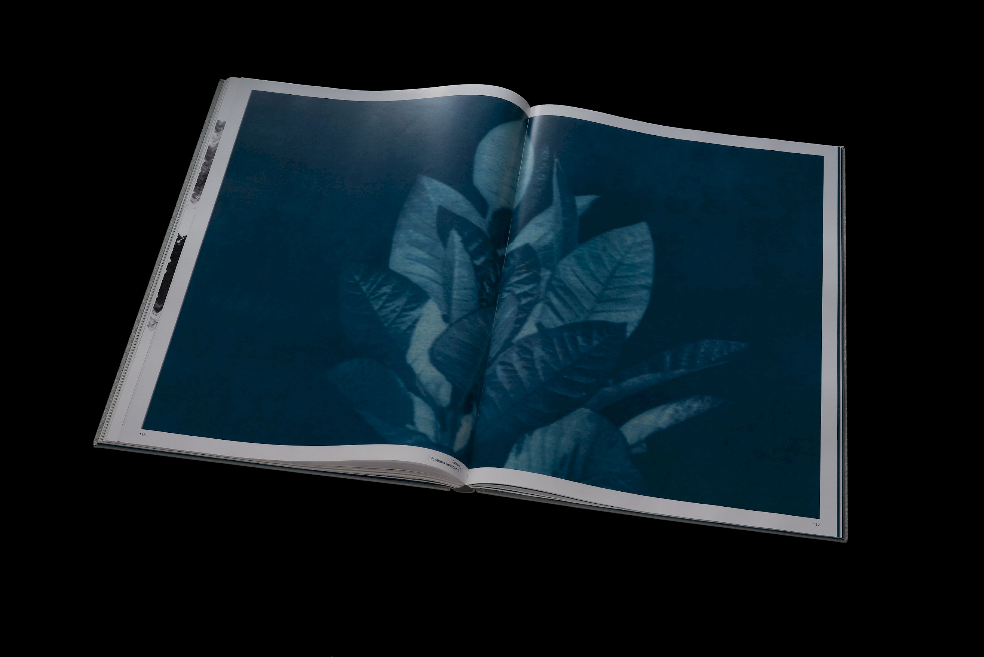 The senses of plants