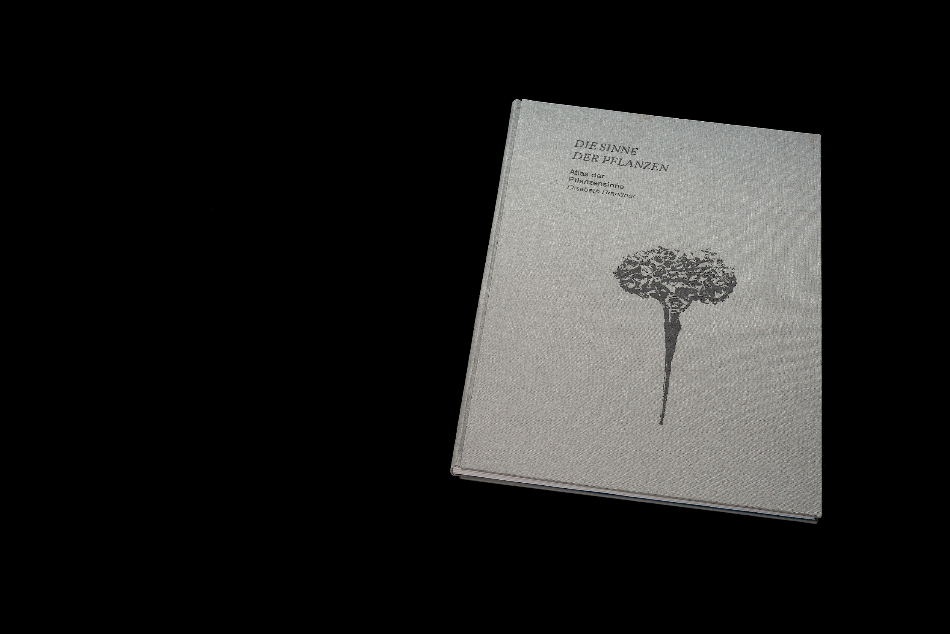 The senses of plants