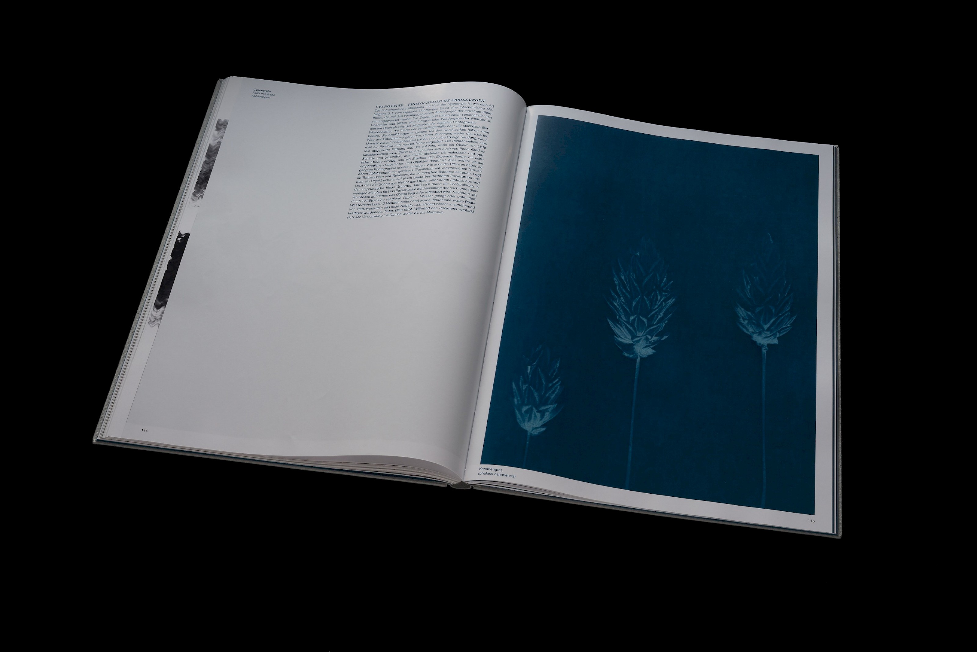 The senses of plants